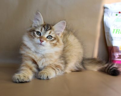 DogLikeCat_AboutU_kittens