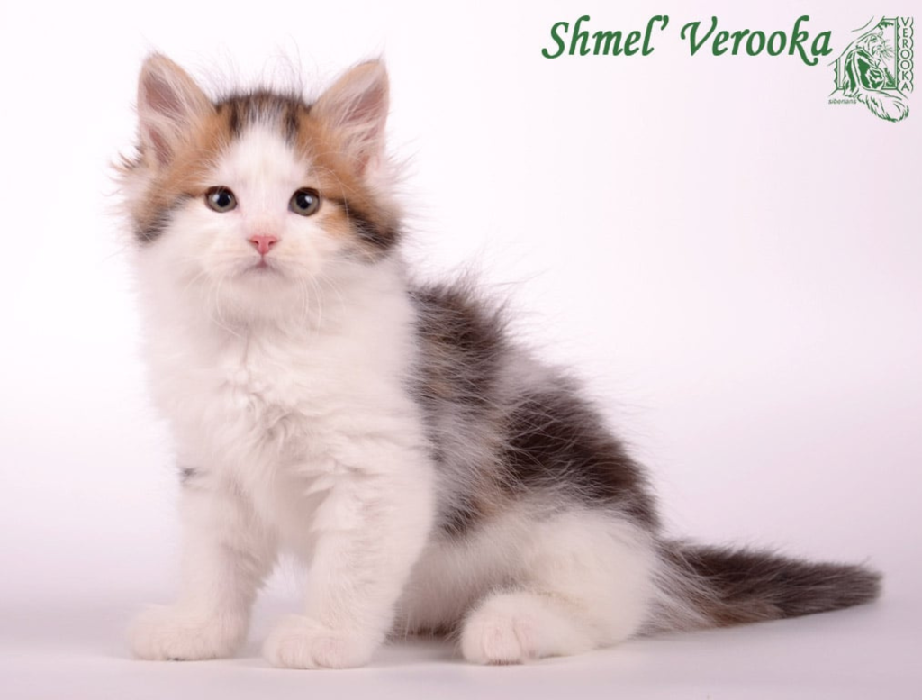 DogLikeCat_Bumble1