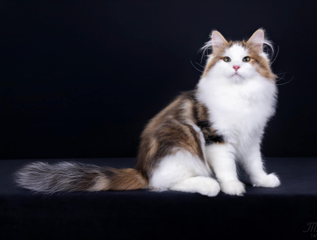 DogLikeCat_Bumble5