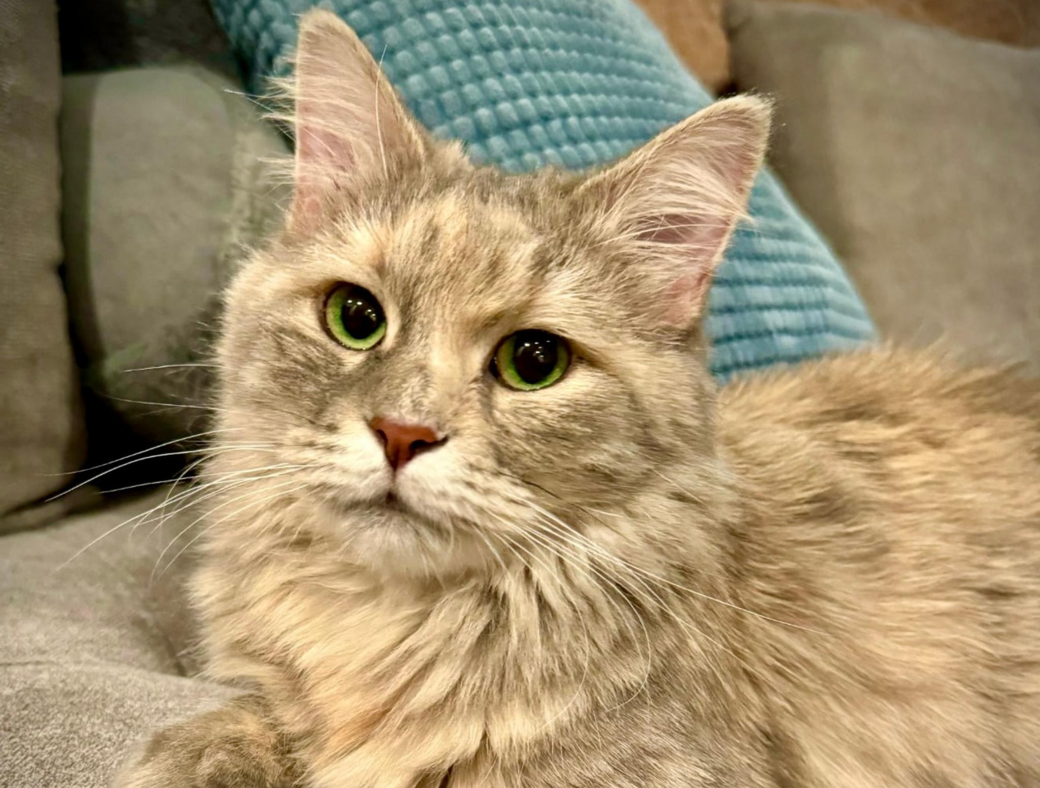 DogLikeCat_Luna