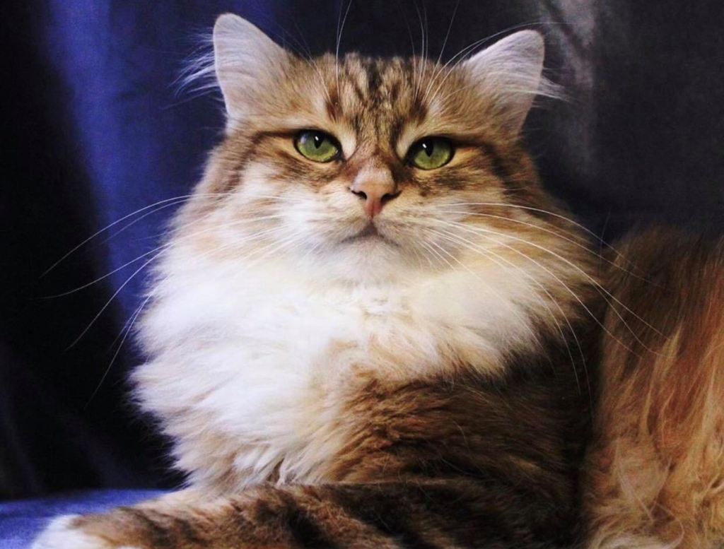 DogLikeCat_Peak4