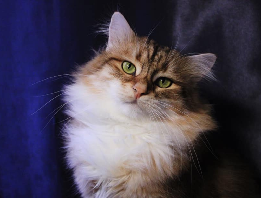 DogLikeCat_Peak5