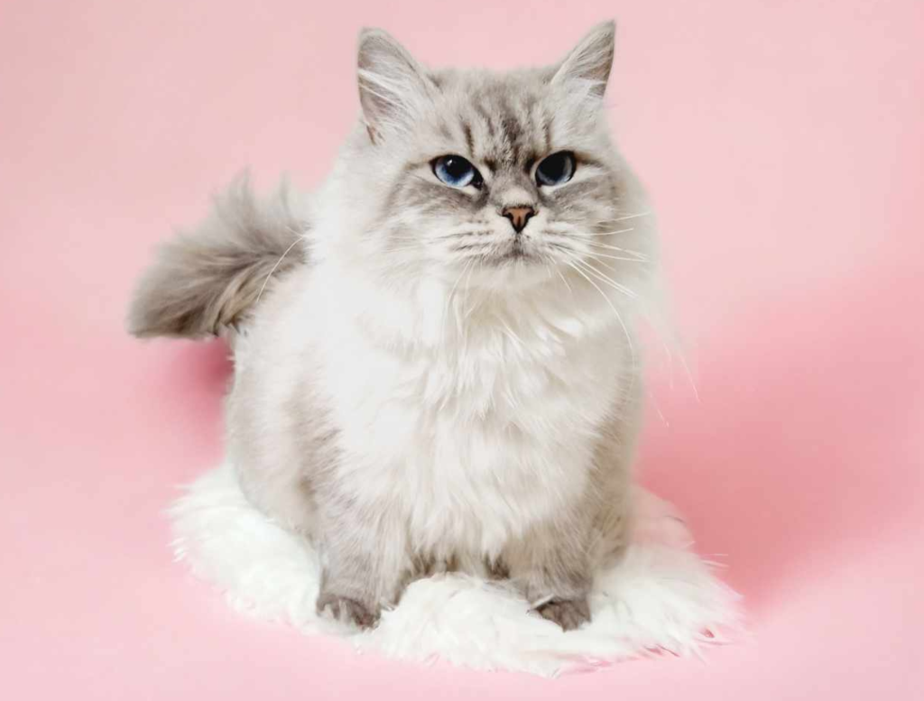 DogLikeCat_Sky1