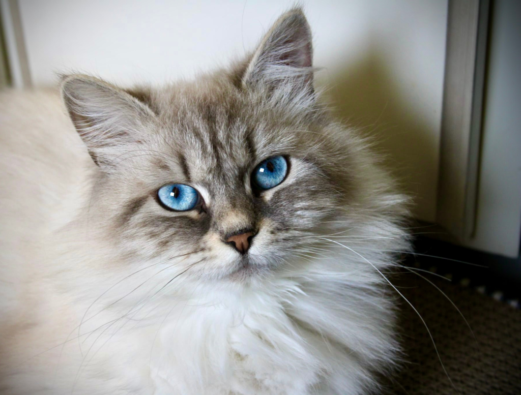 DogLikeCat_Sky4