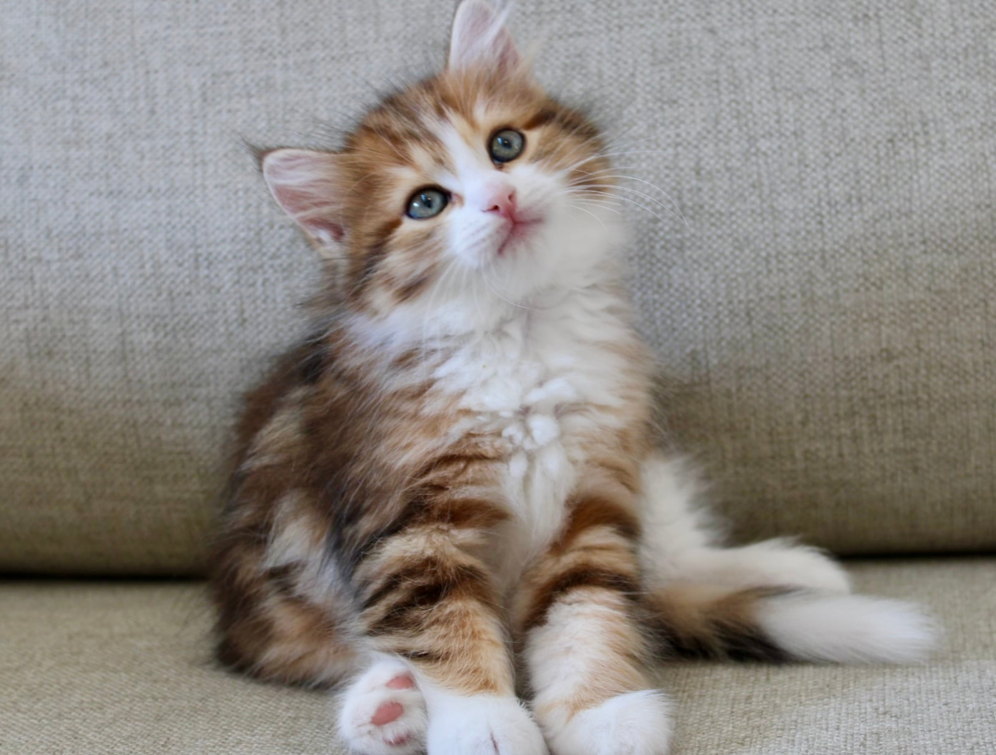 DogLikeCat_Slider1