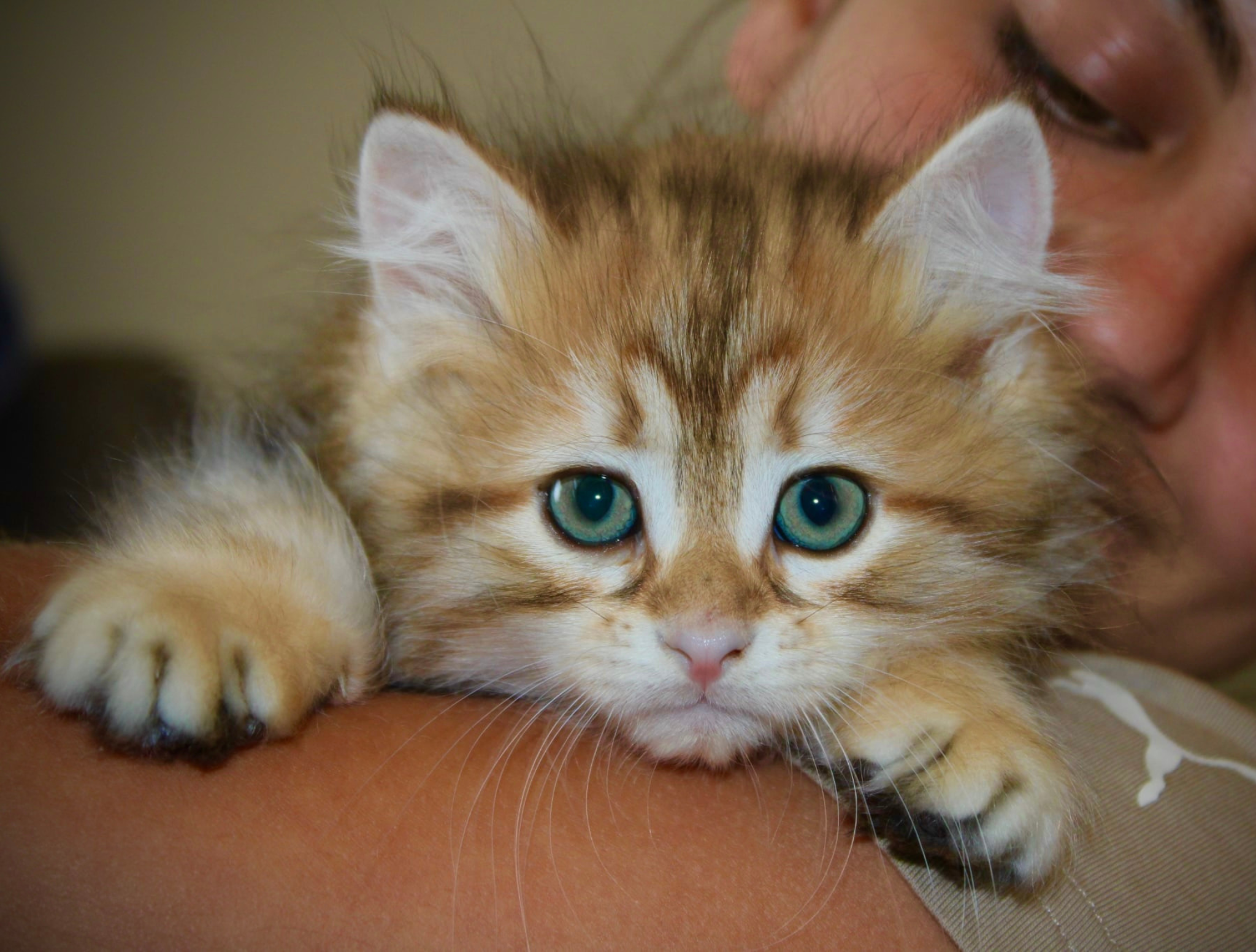 DogLikeCat_Slider2