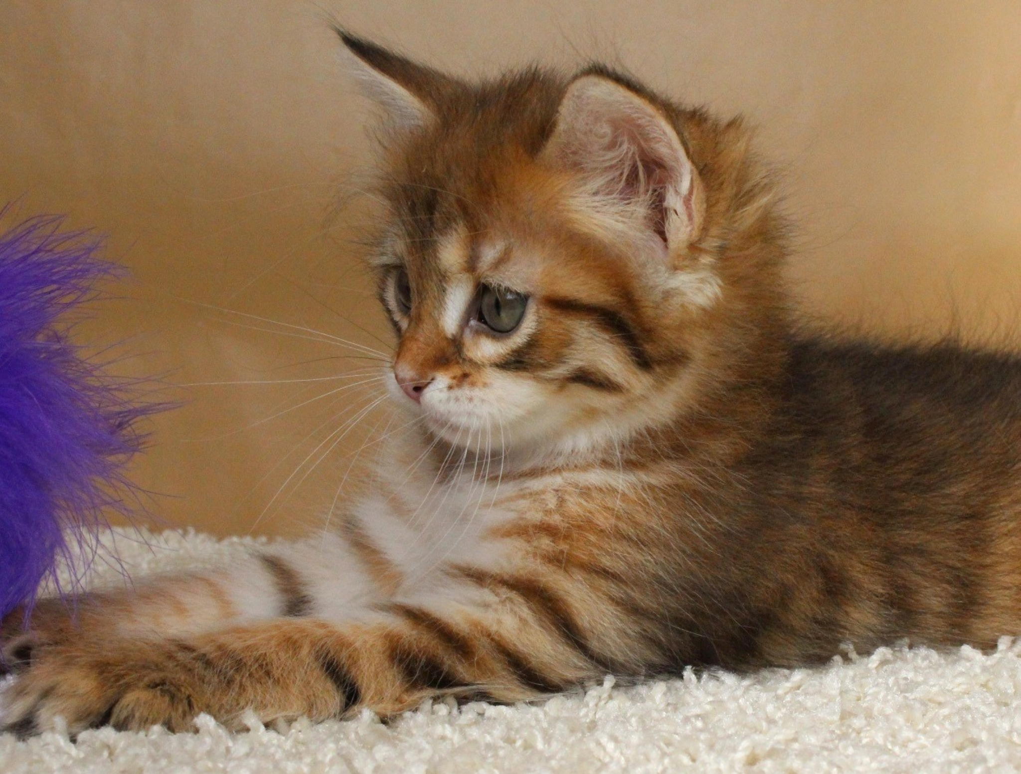 DogLikeCat_Slider4