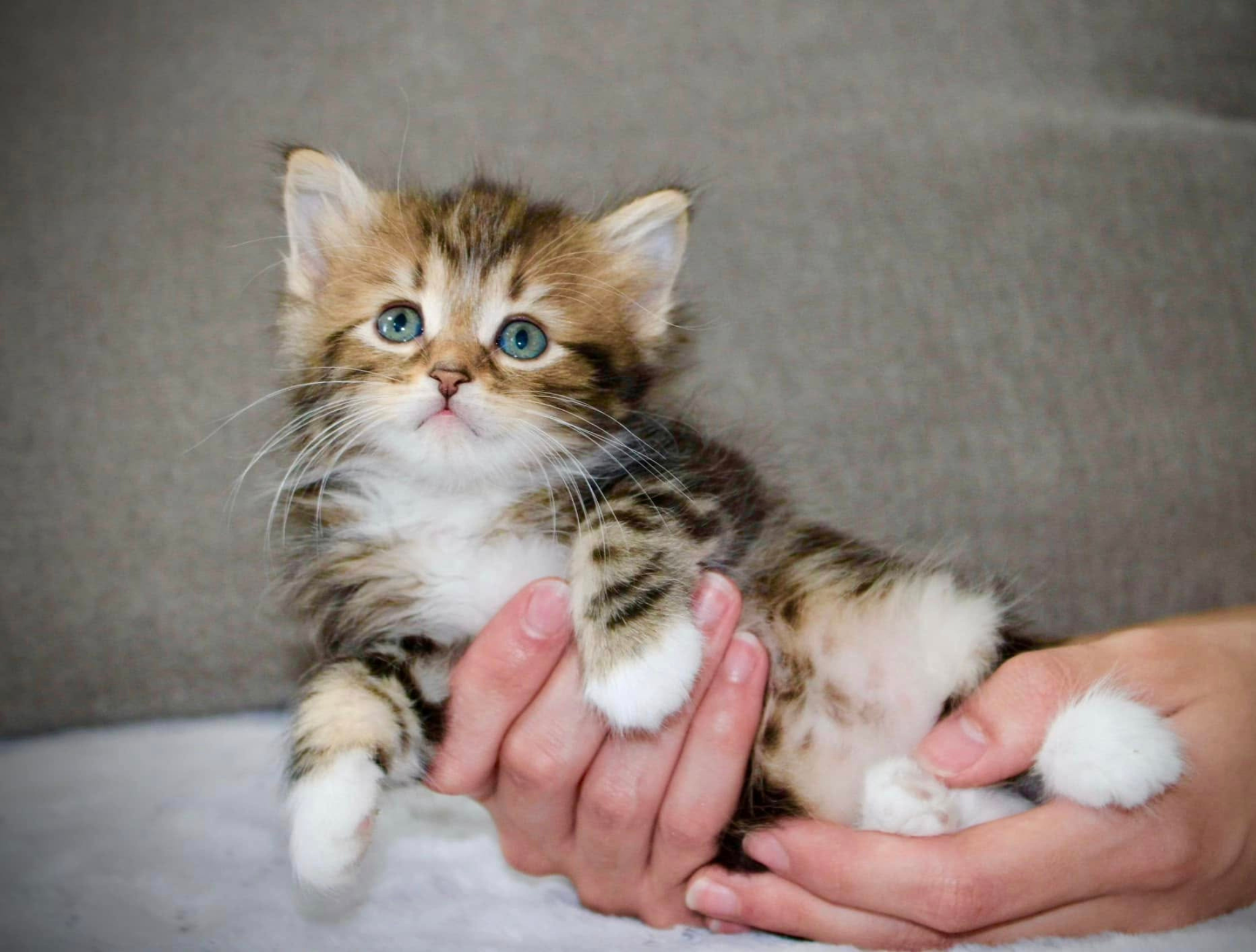 DogLikeCat_Slider6