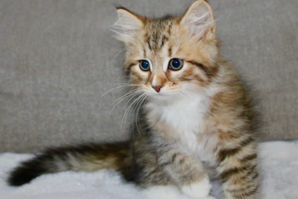 DogLIkeCat_1 DogLIkeCat_1